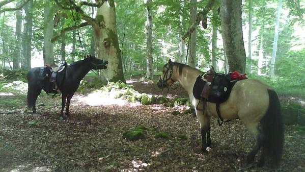 Ecurie promenades et randonnées Lot