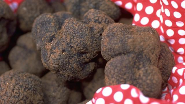 La truffe diamant noir du Quercy